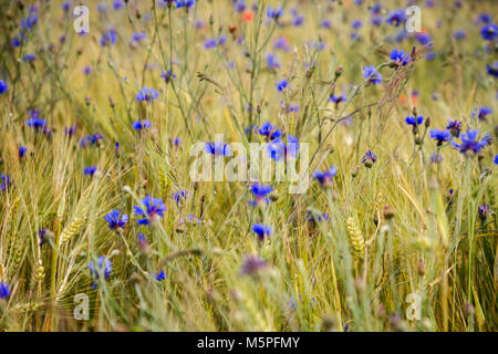 Blooming cornflowers in rye field on a sunny summer day Stock Photo