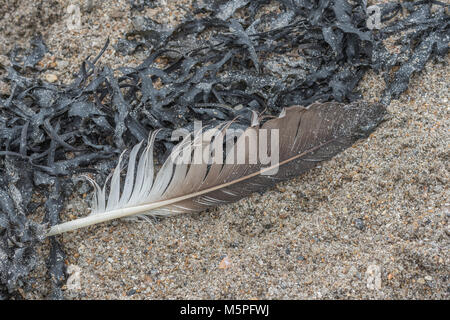 Seaweed and seagull feather on a sandy Cornish beach.Isolated feather. Single feather. Stock Photo