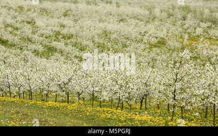 cherry trees in blossom, cherry orchard in spring, flowers dandelions, background, Stock Photo