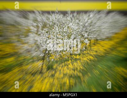 cherry trees in blossom, cherry orchard in spring, flowers dandelions, background, Stock Photo