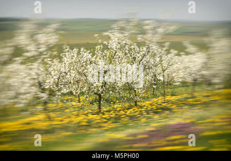 cherry trees in blossom, cherry orchard in spring, flowers dandelions, background, Stock Photo