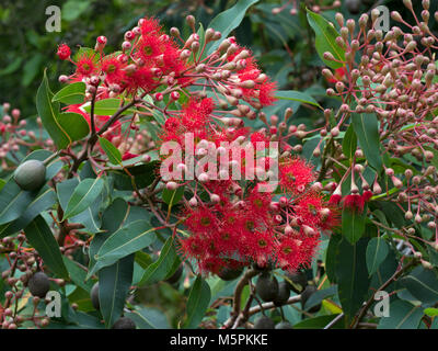 Red flowering gum Corymbia ficifolia Melbourne botanical garden Stock Photo