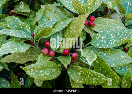 Aucuba Japonica Crotonifolia, an evergreen female plant with red berries, also known as Japanese Laurel or Spotted Laurel, February, England, UK Stock Photo