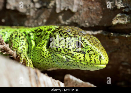 male sand lizard portrait Stock Photo