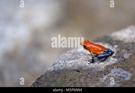 Red poison-dart frog from Costa Rica Stock Photo