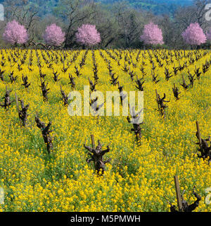 Old Vine Zinfandel, Mustard, Plum Blossoms, Calistoga, Napa Valley, California Stock Photo
