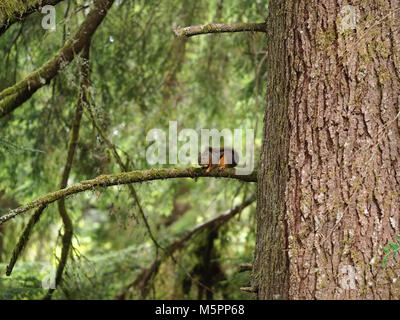 Douglas squirrel (Tamiasciurus douglasii) sitting of a conifer tree branch in a mossy Pacific Northwest forest Stock Photo