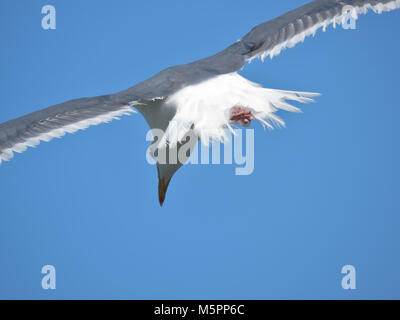 Seagull flying away, view from behind Stock Photo