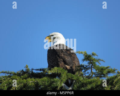 Two adult bald eagles (Haliaeetus leucocephalus) on a conifer tree near Padilla Bay in Washington State, USA Stock Photo