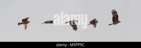 The black kite (Milvus migrans) is a medium-sized bird of prey in the family Accipitridae. Stock Photo