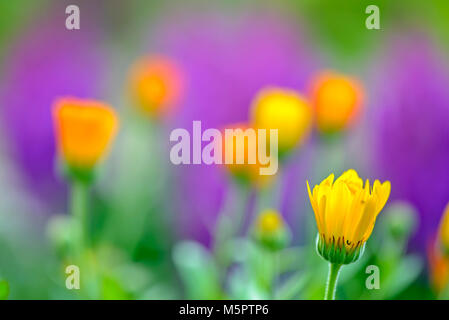 Close up view of calendula flower over blur background Stock Photo