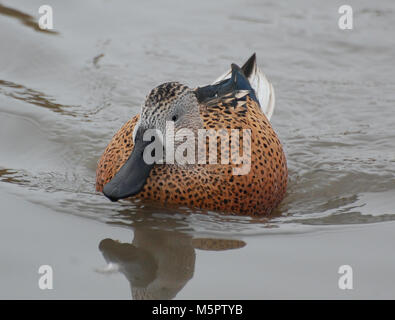 Female Northern Shoveler Duck on water Stock Photo