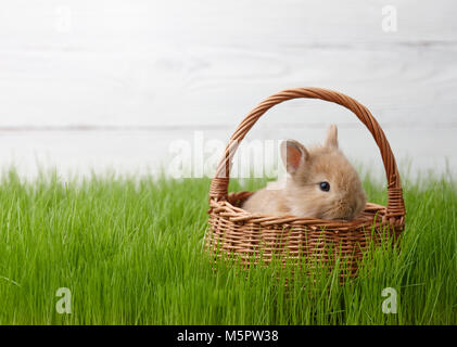 Easter bunny in basket on grass background Stock Photo