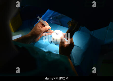 cornea surgery laser doctor practicing on a pig eye Stock