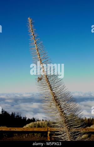 Echium wildpretii vipers bugloss: Tajinaste in the Teide park national . Tenerife Stock Photo