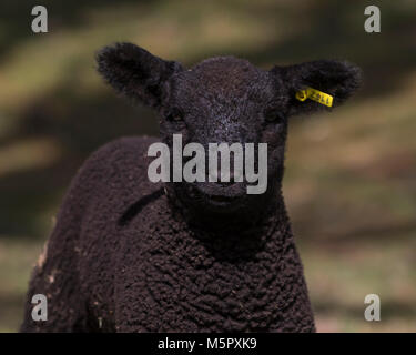 Coopworth sheep and lambs Stock Photo