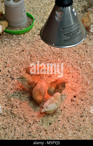 Agricultural , a newly born lamb, a Saddleback Sow with her newly born piglets, and newly hatched chicks under a heating lamp. Stock Photo