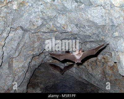 California leaf-nosed bat (Macrotus californicus) . Stock Photo