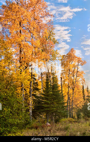 Fall foliage of the Superior National Forest on North Shore of Lake Superior, Minnesota. Stock Photo