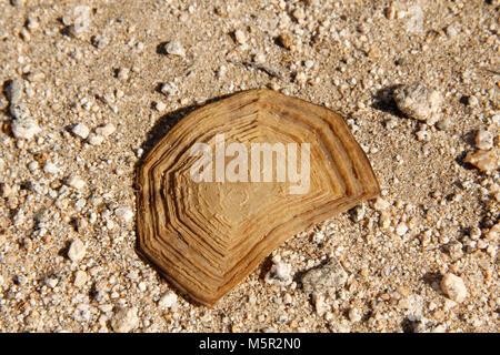 Desert tortoise shell (Gopherus agassizii) shell . Stock Photo
