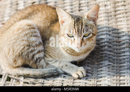 Portrait of a Gray Domestic Himalayan Cat Stock Photo