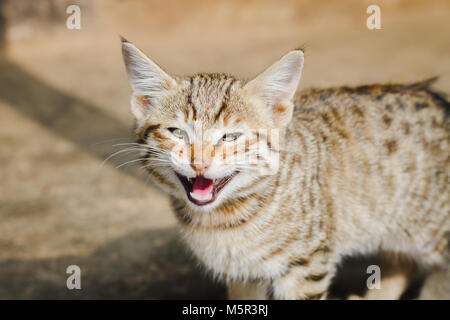 Portrait of a Gray Domestic Himalayan Cat Crying Stock Photo