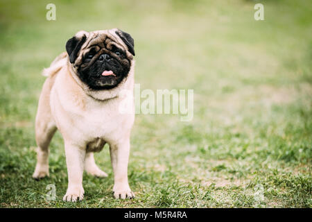 Young Pug Or Mops Standing In Green Grass. Stock Photo