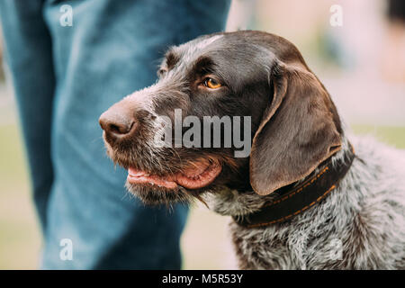 Close View Of Black German Wirehaired Pointer Dog. Stock Photo