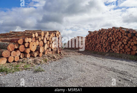 Piles of logs, sustainable wood from logging, deforestation, wood management in County Durham, England, UK. Stock Photo