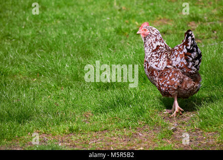 A free range hen in green pastures in the English countryside on a summers day. Stock Photo