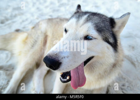 Dog Siberian relax on the beach in Thailand Samed island Stock Photo