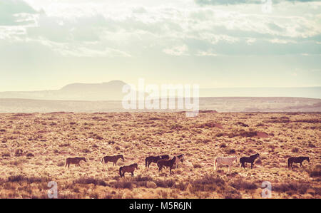 Wild mustangs in american prairie, Utah, USA Stock Photo