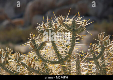 Pencil cholla (Cylindropuntia ramosissima); Indian Cove Campground . Stock Photo