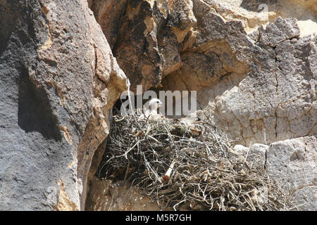 Red-tail hawk (Buteo jamaicensis) chick . Stock Photo