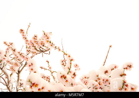 snow on spring. snowfall on the branches of almond already blooming, with pink flowers covered of snow and white sky, from below Stock Photo