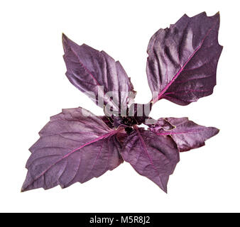 Fresh red basil herb leaves isolated on white background. Purple Dark Opal Basil Stock Photo