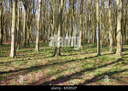 Badbury woods at the beginning of spring. Faringdon Oxfordshire Stock Photo