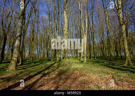 Badbury wood. Near Faringdon Oxfordshire Stock Photo