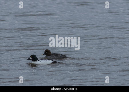 Goldeneye duck pair Stock Photo