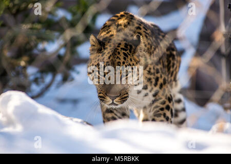 far Eastern leopard in winter the predator is a dangerous animal Stock Photo