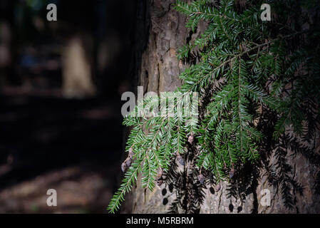 early morning light on pine tree branch in forest Stock Photo