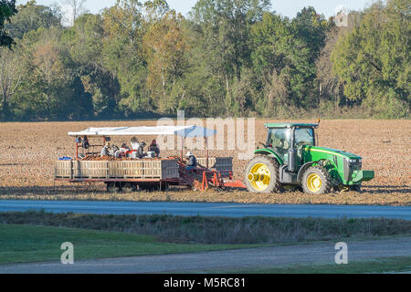 As the rising sun brings forth light, it casts a long shadow over a north Mississippi sweet potato field. In the background are the workers getting re Stock Photo