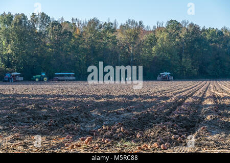 As the rising sun brings forth light, it casts a long shadow over a north Mississippi sweet potato field. In the background are the workers getting re Stock Photo