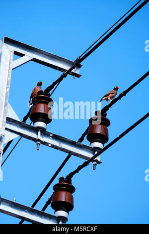 Two pigeon birds stand on electric cable wires with cleary blue sky, vertical shot Stock Photo