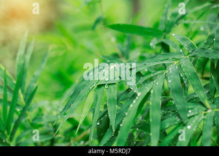 Drops on bamboo leaves and the wet after rain. Stock Photo