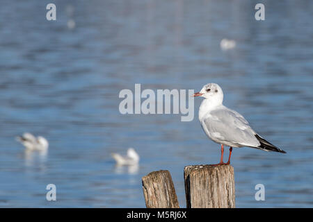 Young seagull on a wooden pole, Massaciuccoli Lake, Tuscany, Italy Stock Photo