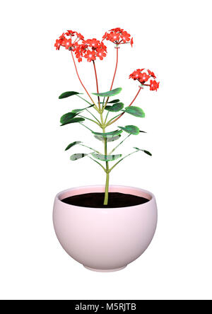 3D rendering of a geranium flowers pot isolated on white background Stock Photo