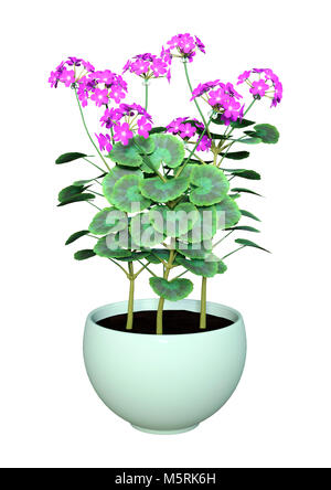 3D rendering of a purple geranium flowers pot isolated on white background Stock Photo