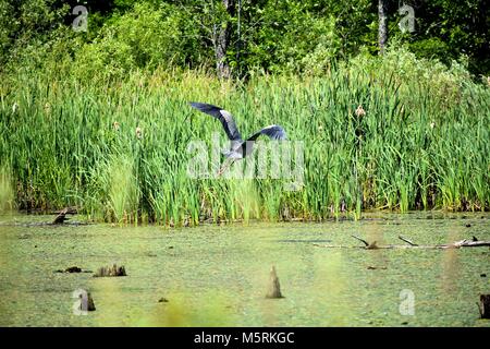 A blue heron flies over a swampy wetland, just off a recreational trail in North Lawrence, NY, in midsummer, where they are a common sight. Stock Photo