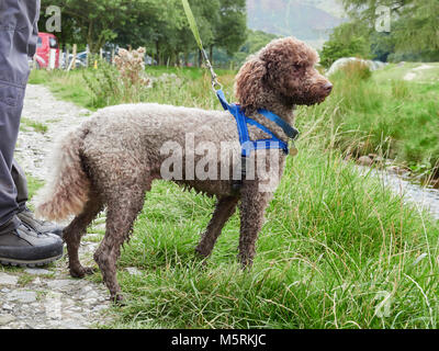 A chocolate Miniature Poodle on a lead with harness out for a walk in the English Countryside, UK. Stock Photo